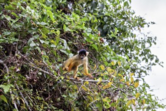 A small monkey sits on a branch in the dense green jungle, surrounded by lush foliage, The