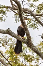 A bird sits on a branch, surrounded by green foliage and a bright sky in the background, The