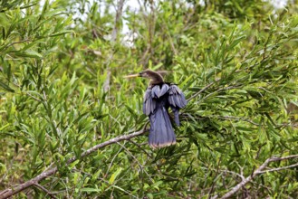 A bird with outstretched wings sits on a branch in the dense foliage, The American Darter (Anhinga