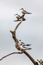 Four birds with yellow beaks on intertwined branches against a cloudy sky, the large-billed tern