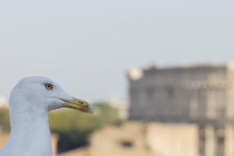Yellow-legged gull (Larus michahellis) adult bird on an ancient city building with The Colosseum in