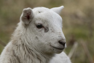 Domestic sheep (Ovis aries) juvenile baby lamb farm animal head portrait in spring, England, United