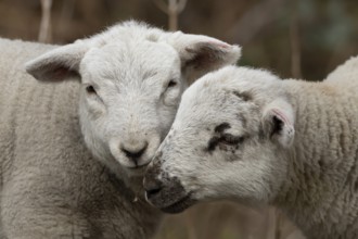 Domestic sheep (Ovis aries) two juvenile baby lambs farm animals greeting each other in spring,