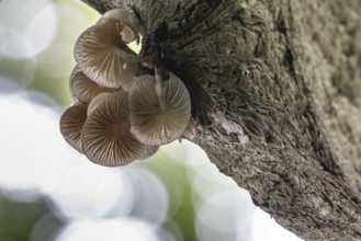 Ringed beech slime moulds (Oudemansiella mucida), Emsland, Lower Saxony, Germany