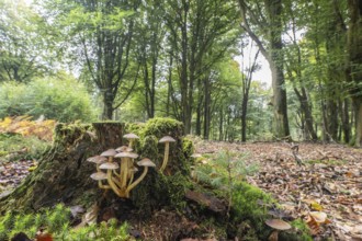 Sulphur tuft (Hypholoma fasciculare) Emsland, Lower Saxony, Germany