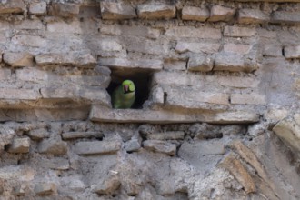 Ring-necked or Rose-ringed parakeet (Psittacula krameri) adult bird looking out of a hole in an