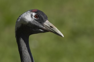 Eurasian or Common crane (Grus grus) adult bird head portrait, England, United Kingdom