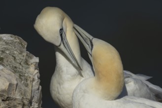 Northern gannet (Morus bassanus) two adult sea birds during their courtship love display on a cliff