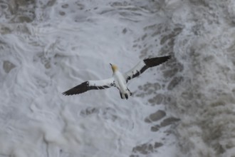 Northern gannet (Morus bassanus) adult sea bird flying, England, United Kingdom