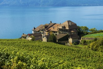 Picturesque village in the vineyards by the lake, Epesses, Lavaux, UNESCO World Heritage Site, Lake