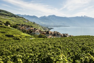 Picturesque village in the vineyards by the lake, Rivaz, Lavaux, UNESCO World Heritage Site, Lake