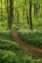 Winding forest path through an idyllic, light-flooded beech forest with wild garlic in bloom in