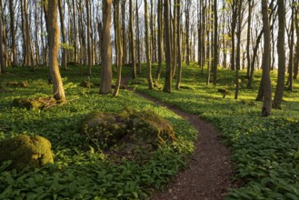 Winding forest path through an idyllic beech forest in spring with lush green wild garlic on the