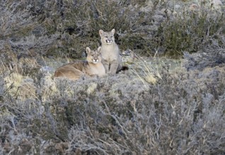 Cougar (Cougar concolor) female with young, Torres del Paine National Park, Chile, South America