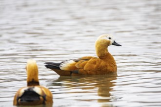 Ruddy shelduck (Tardora ferruginea) Germany