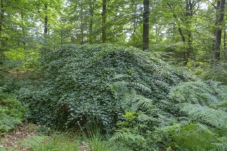 Faux de Verzy beech forest, Verzy, Marne, France