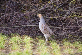Grey partridge (Perdix perdix) Germany