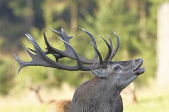 Red deer (Cervus elaphus) during the rutting season, a large stag roaring in a forest clearing,