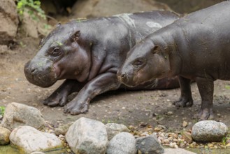 A female pygmy hippopotamus (Choeropsis liberiensis) stands next to its mother. Liberia, West