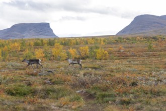 Reindeer herd at Abisko National Park in the colourful autumn of Lapland below Lapporten,
