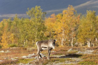 Reindeer at Abisko National Park in the colourful autumn of Lapland below Lapporten, Cuonjávággi