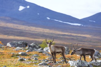 Reindeer herd at Abisko National Park in the colourful autumn of Lapland below Lapporten,
