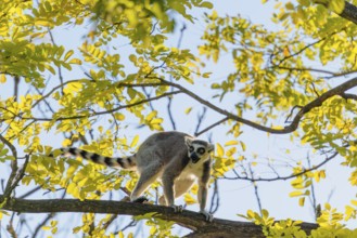 A ring-tailed lemur (Lemur catta) runs across a branch high up in a tree against the light on a