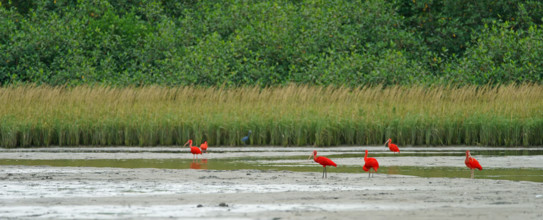 Scarlet Ibis (Eudocimus ruber), Mata Atlantica, Brazil, South America