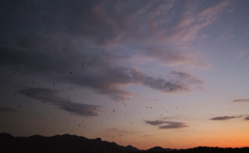 Flying foxes (Pteropodidae), Kalong Mangrove Island, Komodo National Park, Indonesia, Southeast