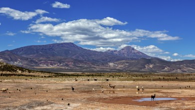 Dry desert landscape with mountains in the background and scattered grass, The landscape of the