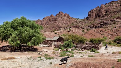 Stone houses in a hilly landscape with a tree and a dog in the foreground, The landscape of the