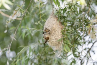 Penduline Tit (Remiz pendulinus), at the nest, feeding young bird in the nest, Danube Delta,