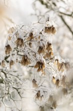 Ice crystals from roarfrost on Amur maple (Acer tataricum subsp. ginnala) seeds at sunshine in