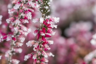 Ice crystals from roarfrost on a winter-flowering heather (Erica carnea) branch at sunshine in