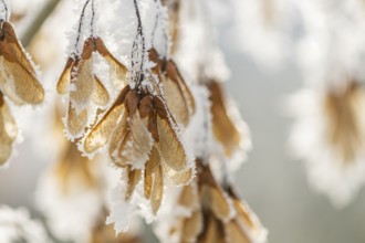 Ice crystals from roarfrost on Amur maple (Acer tataricum subsp. ginnala) seeds at sunshine in