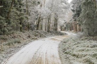 Forest road going through a mixed forest white from roarfrost on a sunny day in winter, Bavaria,