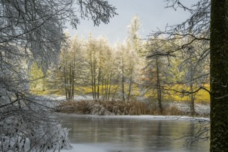 A frozen pont in a valley surrounded by a mixed forest with norway spruce (Picea abies) and