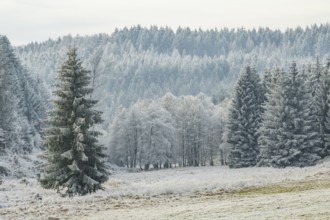 Meadow in a valley surrounded by a mixed forest with norway spruce (Picea abies) and European beech