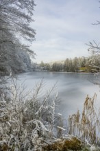 A frozen pont in a valley surrounded by a mixed forest with norway spruce (Picea abies) and