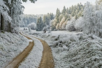 Forest road going through a beautiful landscape with forest, meadows and bushes, white from
