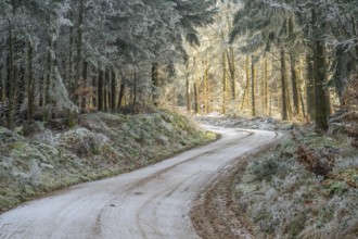 Forest road going through a mixed forest white from roarfrost on a sunny day in winter, Bavaria,