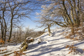 European beech (Fagus sylvatica) trees in a forest with hoarfrost on the branches in winter, Vápec,