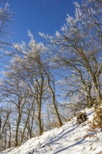European beech (Fagus sylvatica) trees in a forest with hoarfrost on the branches in winter, Vápec,