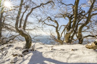 European beech (Fagus sylvatica) trees in a forest with hoarfrost on the branches in winter, Vápec,