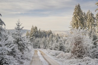 Forest road going through a mixed forest white from roarfrost on a sunny day in winter, Bavaria,