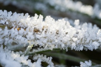 Ice crystals from roarfrost on grass blades in winter, Bavaria, Germany