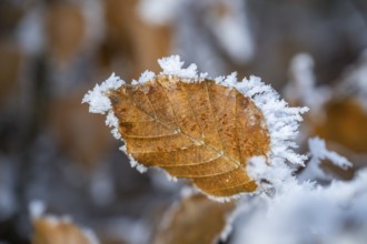 Ice crystals from roarfrost on a common beech (Fagus sylvatica) leaf at sunshine in winter,