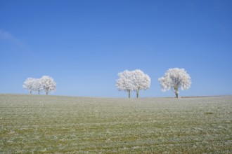 Silver lime trees (Tilia tomentosa) with hoarfrost on the branches standing on a meadow on a sunny