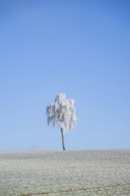 Silver birch (Betula pendula) standing on a meadow with hoarfrost on the branches in front of blue
