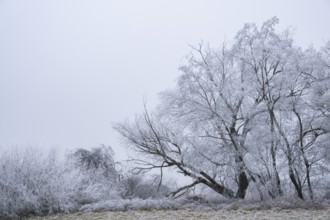 Eastern crack-willow (Salix euxina) standing on a meadow with hoarfrost on the branches in winter,